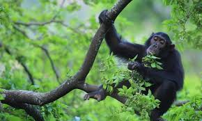 4 Day Gorilla Trekking & Lake Bunyonyi